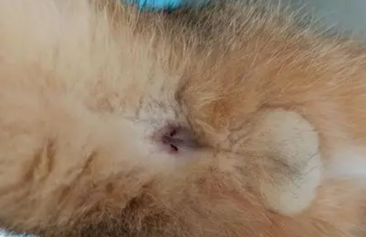 怎么样给猫咪挤肛门腺