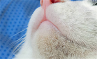 猫咪黑下巴会自愈好吗？