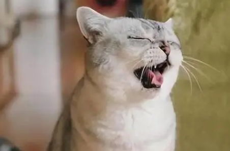 猫咪为什么老是呼吸急促呢