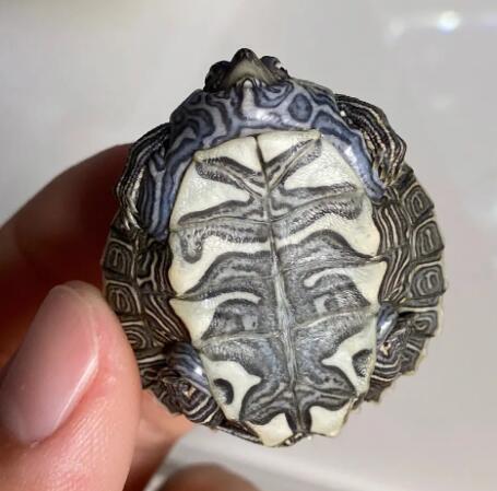 地图龟寿命一般有多少年?你一定不知道 地图龟寿命一般有多少年?你一定不知道