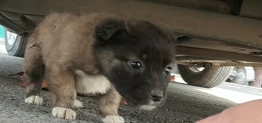 小奶狗第一次执勤，担心到抱警官大腿