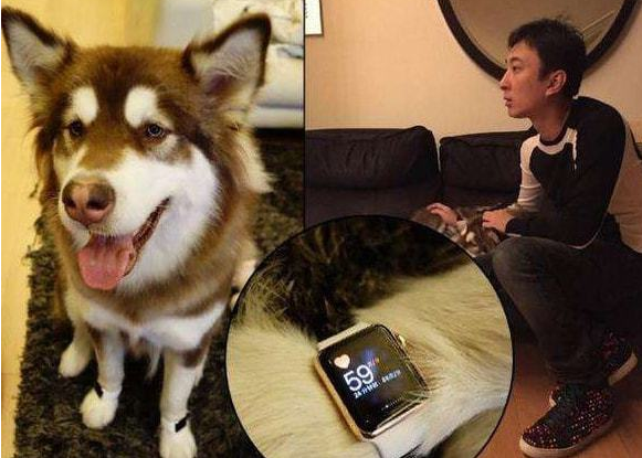 王思聪的爱犬月消费