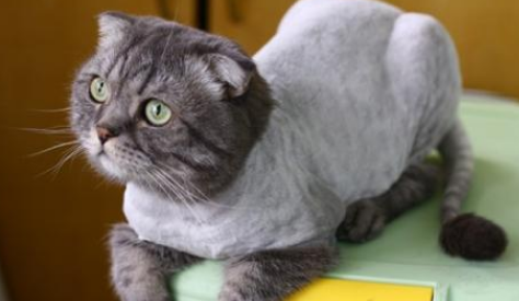 猫咪美容美甲前应该准备什么?怎么给猫咪做护理保健? 猫咪美容美甲前应该准备什么?怎么给猫咪做护理保健?