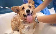 狗生完小狗以后多久可以洗澡
