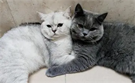 蓝猫和银渐层的性格