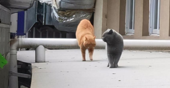 蓝猫离家出走后,再回来时带了个同伴 蓝猫离家出走后,再回来时带了个同伴