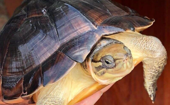 今年石龟多少钱一斤