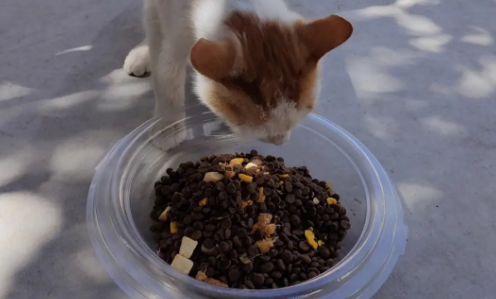 怎样给猫咪做出正确的狗粮呢 怎样给猫咪做出正确的狗粮呢