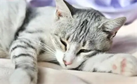 猫咪为什么严重贫血的原因