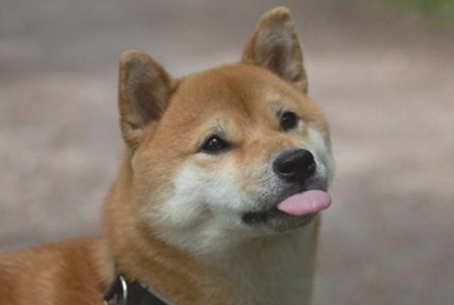 狗主人疑虑：柴犬是否会拉稀？