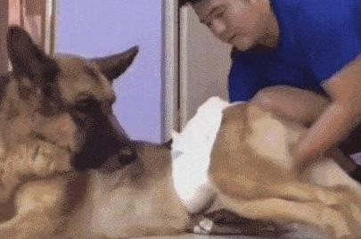 狗狗衰退的五个表现,表明它的生命进到“倒数计时”! 狗狗衰退的五个表现,表明它的生命进到“倒数计时”!
