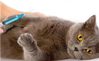 猫尿路感染什么症状
