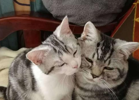 猫有感情吗？