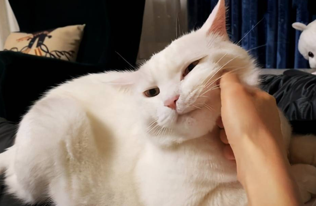 太胖的猫咪，容易患上的疾病都有哪些？
