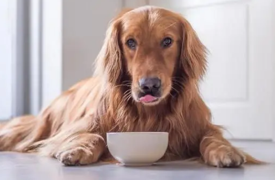 狗狗腹泻为什么要重视饮食