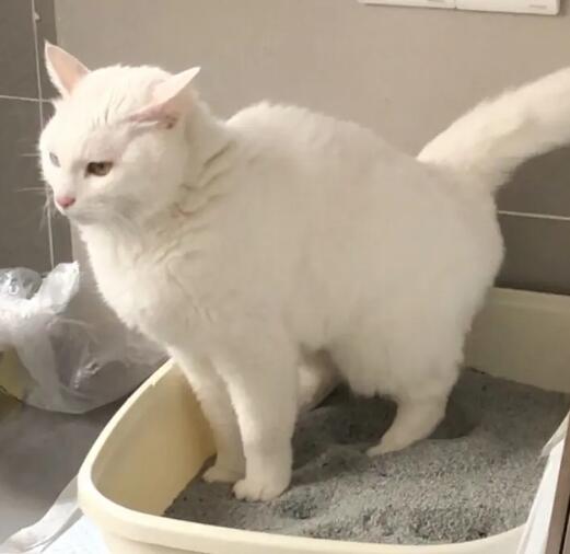 如何训练猫咪不乱撒尿?纠正猫咪尿尿的不良行为! 如何训练猫咪不乱撒尿?纠正猫咪尿尿的不良行为!