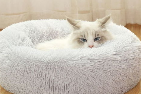 避免猫咪听力受损,猫咪耳部保养须知! 避免猫咪听力受损,猫咪耳部保养须知!