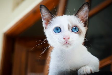 猫咪心脏病的临床检查，警惕猫咪的无形杀手！