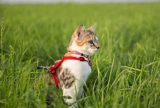 教你如何遛猫？猫咪的户外运动之散步！