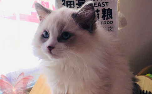 为什么猫咪喜欢晒肉干 为什么猫咪喜欢晒肉干