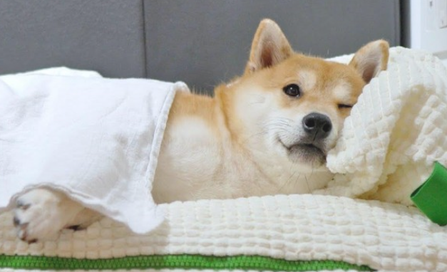 柴犬有跳蚤该怎么办？有什么解决方案？