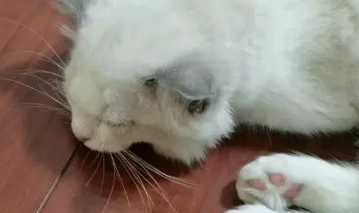 猫咪打了疫苗之后一直睡觉