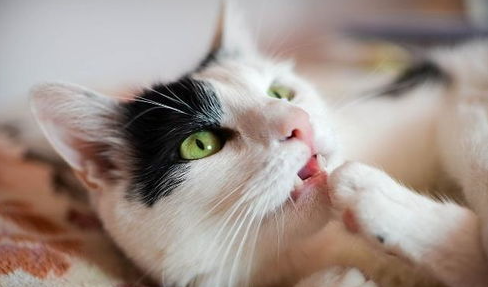 猫咪为何喜欢用爪子搞破坏，怎么办？