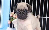 训练巴哥犬好阶段不要错过，要不然之后会更难教