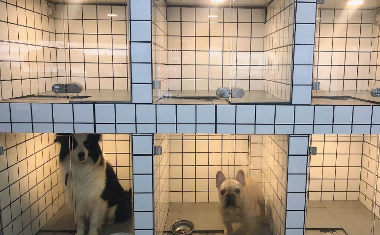 宠物店寄养需要多少钱