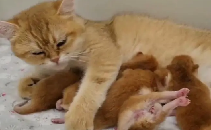 猫咪生了小猫为什么没有奶水 猫咪生了小猫为什么没有奶水