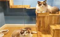 宠物店寄养猫咪多少钱