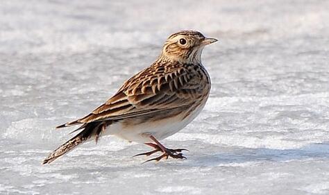 小沙百灵鸟第一窝有几只