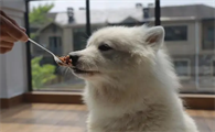 狗不能吃盐吗为什么呢