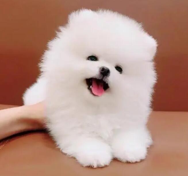 博美发情期医护的方式有什么?看过来 博美发情期医护的方式有什么?看过来