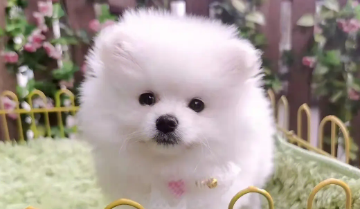 博美犬的训练技巧，博美犬怎么训练