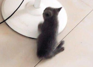 新生小猫腿部畸形的治疗方法是什么？不妨来看看吧
