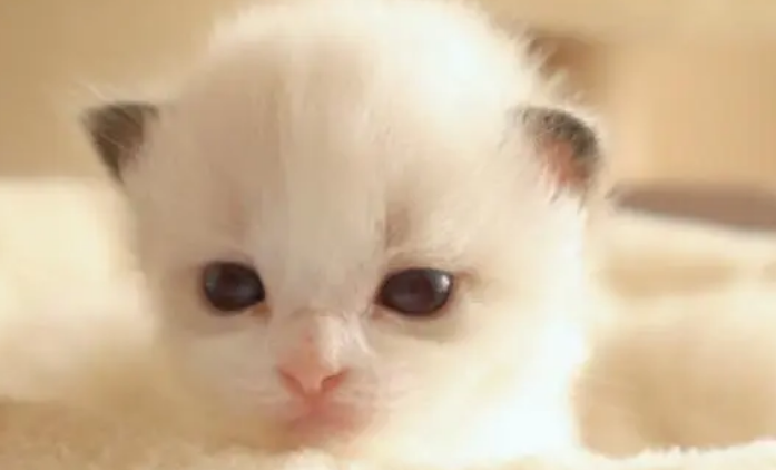 新手养猫咪的注意事项! 新手养猫咪的注意事项!