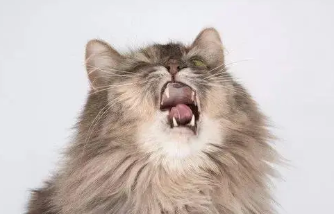 2个月的小猫喉咙有痰要咳嗽几下怎么回事呀