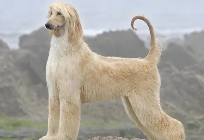 富牛牛的阿富汗猎犬狗