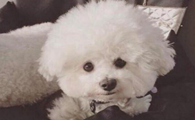 哪种狗狗好养又不掉毛