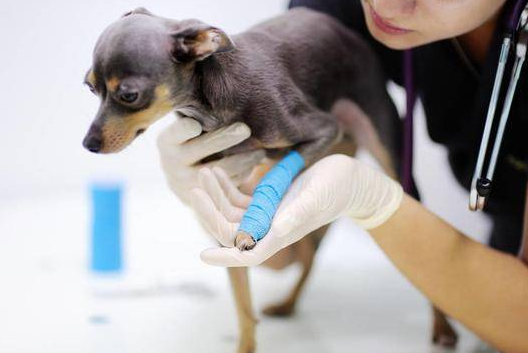一文详解：犬骨炎的病因与防范措施