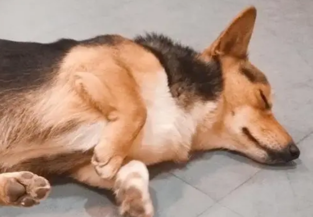 狗狗晚上抽搐的原因
