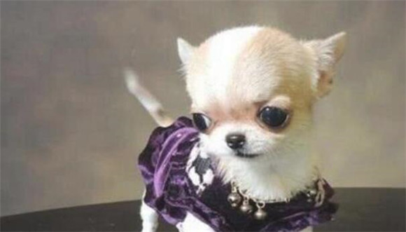 茶杯犬如何好养吗? 茶杯犬如何好养吗?