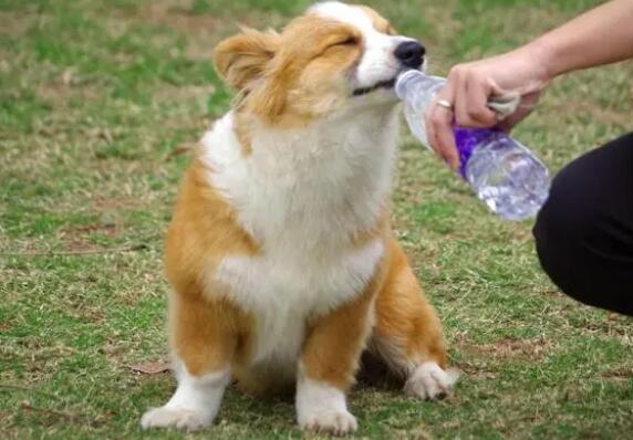 柯基犬禁忌食物
