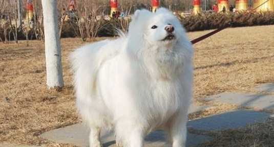 萨摩耶的5个缺点，养之前一定要了解！