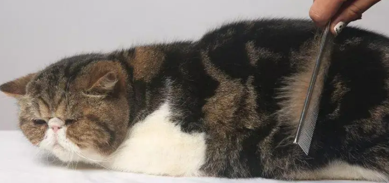 猫咪美容的各种梳子的使用心得! 猫咪美容的各种梳子的使用心得!