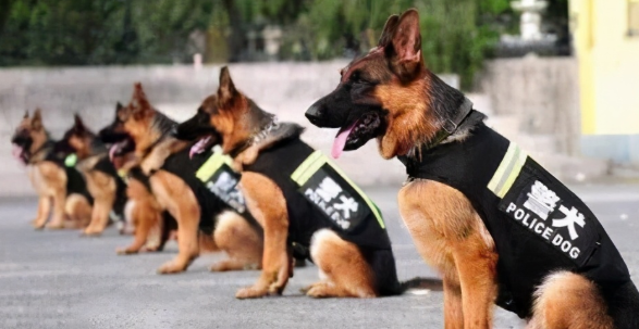 最合适当“警犬”的6种狗，每只全是保卫祖国的高手