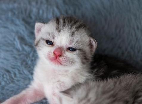 2至6月猫咪的喂养方法