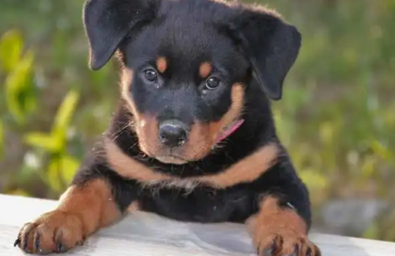 养罗威纳犬要注意哪些 养罗威纳犬要注意哪些