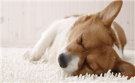 狗狗睡眠时间多久正常